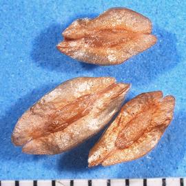  Seeds:  Thuja occidentalis ; Photo by A. Margina, USDA APHIS PPQ, imageID.idtools.org
